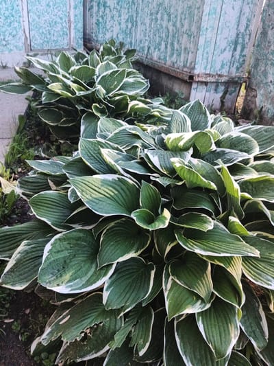 In the city of Nepetsino, Russia, an outdoor scene is captured. In the foreground, a cluster of hosta plants with large, variegated leaves—primarily deep green with white or light green edges—dominates the frame. The leaves are lush and full, with some showing slight signs of wear or damage along the edges. Behind the hostas, a weathered, light blue wall or fence is visible. The wall appears to be made of vertical planks and shows signs of age and peeling paint, with some rust-colored streaks near the base. The ground surrounding the plants is a mixture of dark soil and scattered blades of grass. The lighting suggests it is daytime, with some shadows cast by the plants.