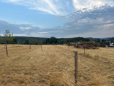 The image depicts a rural landscape in Wadern, Germany, characterized by a mown field of dry, yellow grass. Several thin trees are sparsely planted across the field, and wooden posts suggest the presence of a fence line. In the background, a dense forest covers rolling hills. To the right, a stack of freshly cut logs lies on the ground near some scattered buildings, indicating a residential or agricultural area. The sky above is partly cloudy with soft white clouds against a pale blue backdrop, suggesting it is either early morning or late afternoon. The overall scene conveys a sense of peaceful, rural life with evidence of recent logging activity.