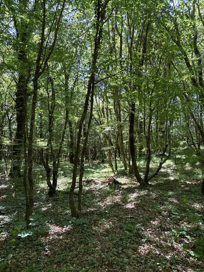 The image depicts a dense forest with numerous trees characterized by green foliage and visible branches. The ground is covered with a thick layer of fallen leaves and some undergrowth. Sunlight filters through the canopy, creating dappled patterns of light and shadow on the forest floor. In the mid-ground, a person is partially visible, appearing to be sitting or resting on the ground amidst the foliage. The scene suggests a natural, outdoor environment within the city of Žlijebi, Montenegro.