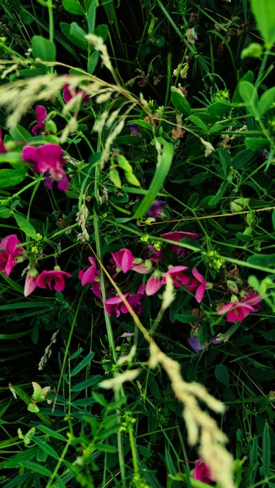This media file showcases a close-up, overhead view of a patch of wild vegetation, likely in a meadow or field, given the surrounding greenery and delicate flowers. The subjects are primarily the plants themselves, characterized by lush, dark green leaves and stems. Scattered amongst the foliage are numerous small, vibrantly pink and purple flowers with distinctive pea-like shapes. Some of these flowers are fully bloomed, while others appear to be buds. Interspersed with the green are wispy stalks of pale, dry grass, adding a textural contrast. The scene is dominated by natural elements, with no human presence or man-made objects visible.
The activity taking place is simply the natural state of these plants; they are growing and blooming. There are no overt signs of a specific event. The time of day appears to be daytime, as suggested by the overall illumination, though the dense foliage creates areas of shadow, giving the image a somewhat moody and intimate feel. The weather is not explicitly indicated, but the healthy green of the plants suggests moderate conditions, perhaps a warm, possibly humid day. The location context provided is Piatra Albă, Moldova. No text is visible in the image. The focus is on the intricate details of the flora, emphasizing the beauty of the natural world in its wild state.