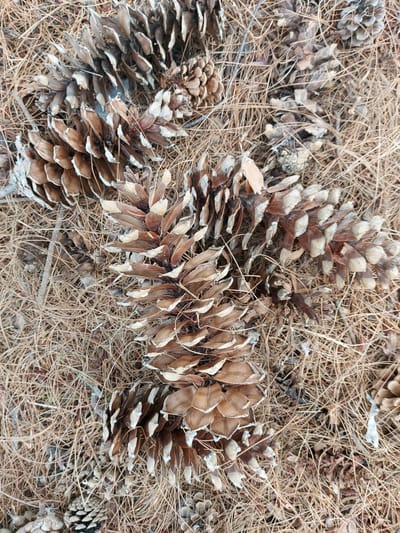 The image displays a close-up, overhead view of several brown pine cones scattered amongst dry pine needles on the ground. The pine cones vary in size and openness, with some tightly closed and others displaying their scales. The surrounding environment is composed of a dense layer of fallen pine needles, which are light brown and dry. The lighting suggests an outdoor setting, likely a forest floor or park. The image does not contain any people or indicate any specific activity. The location in Franconville, France is not discernible from the visual content of the image itself.