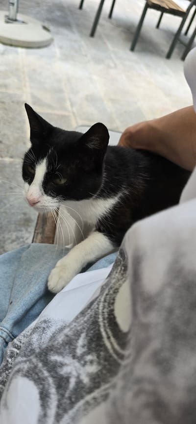 A black and white cat with green eyes and long white whiskers is being petted by a person. The cat is lying down on what appears to be light blue denim jeans and a patterned fabric. The person's hand is visible on the cat's back, gently stroking it. The background is out of focus and appears to be an outdoor setting with tiled flooring and furniture legs. The lighting suggests it is daytime. The image is taken from a close-up perspective, focusing on the cat and the interaction with the person.