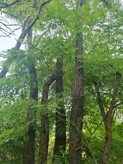 The image shows a cluster of trees in a wooded area, likely within the city of Topaly, Ukraine. The trees are tall with rough, textured bark, some of which is covered in patches of lichen. They are densely covered in vibrant green, pinnately compound leaves, creating a lush canopy that obscures much of the sky. The lighting suggests it is daytime, possibly overcast, as the light is diffused. The scene is natural and appears to be an outdoor environment within a forest or park. There are no people or visible man-made objects in the frame.