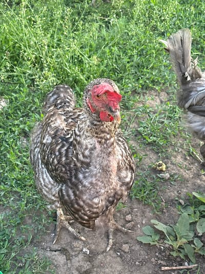A close-up, eye-level shot shows two chickens standing on the dry, cracked earth, with patchy green grass and some small white-flowered weeds growing around them. The chicken in the foreground is a barred rock breed with black and white striped feathers. Its head is bare and red, with a prominent red comb and wattle. The chicken's legs are visible, with scaly skin and sharp claws. A small pile of yellow droppings is on the ground to the right of this chicken. Another chicken, mostly obscured from view, is on the right side of the frame. It has grey and white barred feathers and its tail is prominently fanned out. The background is filled with more green grass and weeds, suggesting an outdoor, rural environment. The lighting suggests it is daytime. The scene is likely in Sovkhoza "Razdol'e", Russia, given the presence of chickens in a natural outdoor setting typical of a rural or agricultural area.