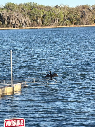 A black cormorant-like bird with a prominent yellow-orange beak is positioned centrally in the midground of a body of water in Micanopy, United States. The bird is perched on a curved section of a grey metal railing, which extends horizontally from a light-colored floating dock visible on the left side of the frame. Its dark wings are fully outstretched, indicating a drying posture. The water's surface is blue-green and covered in fine ripples. A grey vertical pole extends upwards from the dock structure on the left. In the bottom-left foreground, a red and white sign with the word "WARNING" is partially visible. The background features a dense, forested shoreline with varied tree types, including some draped with Spanish moss. The scene is illuminated by clear daytime light.