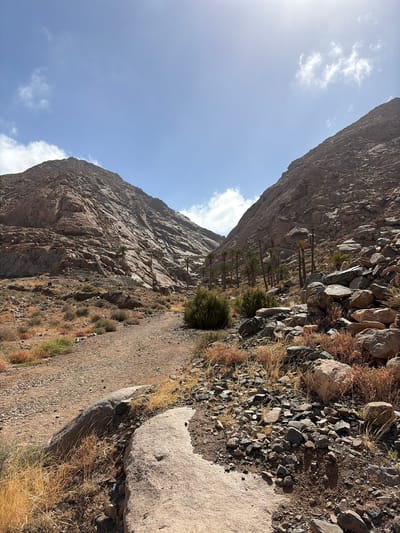 The scene depicts a wide, arid mountain valley in Pájara, Fuerteventura, Spain, under a bright blue sky with scattered white clouds. The sun, positioned in the upper right, casts a strong glare and illuminates the rugged landscape. Dominant features are two large, rocky mountains flanking the valley, composed of reddish-brown and greyish-brown stone with visible erosion patterns and fractured surfaces.
An unpaved, light brown dirt track, approximately 3-4 meters wide, begins in the foreground and extends into the valley, curving slightly left. The ground adjacent to the path and in the foreground is covered with dry, yellowish-brown grasses, small green-grey scrub bushes, and a mix of loose gravel, stones, and larger boulders, particularly dense on the right side of the frame. Embedded in the foreground are several large, light-colored, relatively smooth rocks bordering the path. Deeper within the valley, approximately 10-15 tall palm trees with slender trunks and green fronds are clustered, suggesting a localized area of increased moisture. There are no visible people or discernible human-made structures apart from the path.