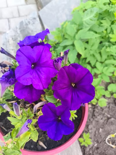 A close-up shot showcases several vibrant purple petunia flowers in a pink pot. The flowers are the primary subjects, with their petals unfurled and a deep purple hue, some with a darker center. Several buds are also visible, some partially open and others still tightly closed. The flowers are set against a backdrop of green foliage and a grey, paved surface, possibly a patio or walkway. The ground around the pot appears to be dark soil. The lighting suggests it is daytime, with no indication of specific weather conditions. The setting appears to be outdoors, likely in a garden or on a balcony. There is no visible text in the image. The overall impression is one of natural beauty and simple floral arrangement.