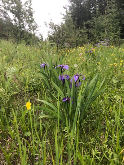 This image shows a close-up view of a field of wildflowers, predominantly purple irises and yellow buttercups, with lush green grass and foliage. In the background, a dense forest of coniferous trees forms a dark green wall against an overcast sky. The terrain appears to be slightly sloped, with some patches of bare earth visible between the plants. The lighting suggests it is daytime, with diffuse light from the cloudy sky. There are no people or animals visible in the frame. The scene is natural and undeveloped.