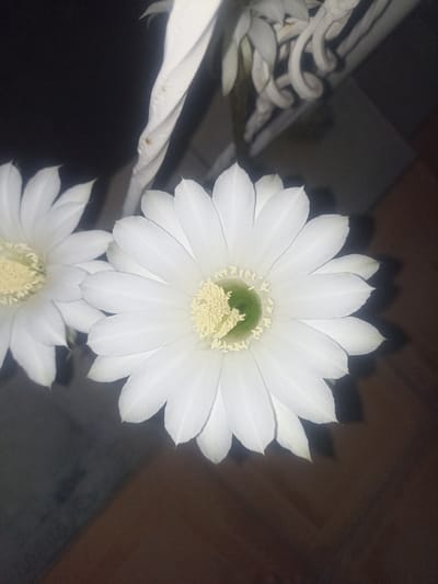 The image shows a close-up of two white, delicate cactus flowers, likely blooming at night, given the dark background. The flower in the foreground is in full bloom, its petals radiating outwards from a green center, surrounded by a crown of pale yellow stamens. The second flower, slightly out of focus and to the left, is partially visible, also white with yellow stamens. The petals are thin and translucent, with subtle shading that suggests they are illuminated from within or by a soft light source. In the background, out-of-focus elements suggest a dark, indoor setting, possibly a room, with a blurred structure of white material and a darker, textured surface, possibly wood, in the lower right corner. The overall impression is one of ephemeral beauty and a fleeting moment of nature's display. The location context of Chust, Uzbekistan, is not visually apparent in the image itself. There is no visible text.