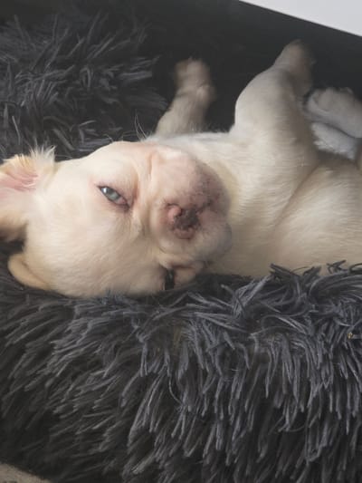 A light-colored puppy with blue eyes is lying on its back in a dark gray fuzzy dog bed. The puppy's head is tilted to the left, and its mouth is slightly open. The puppy's fur is short and appears to be a creamy white color. The dog bed is made of a soft, shaggy material. The background is dark and out of focus. There is no discernible information about the location in Sarasota, United States.