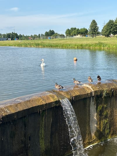 This media file depicts a serene scene by a body of water, likely a park or natural area. A graceful white swan glides through the calm blue water, its reflection shimmering on the surface. Nearby, a collection of ducks are gathered along the edge of a concrete structure, some standing on the stone embankment while others are partially in the water. The embankment appears worn and covered in patches of green algae, suggesting it's an outdoor, possibly humid environment. A small, orange, spherical object floats in the water a short distance from the swan. In the background, lush green grass stretches towards a line of trees, with glimpses of distant structures and a clear blue sky overhead, indicating fair weather. The overall atmosphere is peaceful and tranquil.