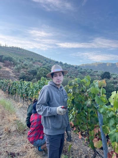 The image captures a vineyard scene in Carrazeda de Ansiães, Portugal. A young male, fair-skinned with dark hair, occupies the central foreground, looking directly at the viewer. He wears a light-colored straw hat with a red and white band, a grey zippered hooded sweatshirt bearing a "GU" logo, dark trousers, and light-colored work gloves. His gloved left hand holds orange-handled pruning shears. To his left, in the mid-ground, two other individuals are actively bent over among the grapevines. One wears a red and black plaid shirt over blue shorts and light-colored shoes. The other, partially obscured behind the first, wears a dark green top.
The foreground and mid-ground are dominated by rows of grapevines with green and some reddish-brown foliage, supported by stakes and wires. The ground between the vine rows is dry, light brown soil with scattered vegetation. The background consists of steep, terraced hillsides extensively cultivated with grapevines and interspersed olive trees. Further up the slopes, rows of slender, tall trees are visible. A utility line with poles crosses the mid-ground hills. The sky above is light blue with scattered white, wispy clouds.