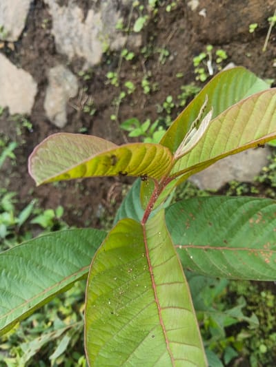A young guava plant displays vibrant green leaves with prominent reddish veins and hints of yellow near the edges. Several ants crawl along the leaves and stem. The plant grows amidst a background of mossy ground, scattered with small stones and other tiny plants, suggesting a humid, natural environment.