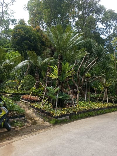 A lush tropical garden scene unfolds with an array of green plants. Several palm-like cycads stand tall, some supported by wooden braces. Low-lying plants in black plastic containers line the edges of the garden beds, with additional plants filling the spaces between the trees. A paved road runs along the foreground, and dense foliage forms the backdrop, indicating a thriving ecosystem. A portion of a motorcycle is visible on the left, adding a sense of scale and activity.