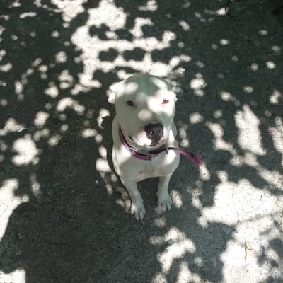 A white dog with a pink collar sits on a concrete surface. The ground is dappled with shadows from overhead foliage. The dog is facing the camera, with its head tilted slightly. The dog's eyes are dark brown. A leash is attached to its collar. The scene appears to be outdoors in a shaded area. There is no visible indication of the city of Shpola, Ukraine.
