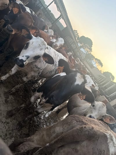 The image depicts a group of cows in a muddy enclosure, likely a farm or cattle pen, with a structure resembling a barn or shelter overhead. The cows are of various colors, including white with black spots, brown, and black and white. Several cows have numbered tags on their ears, with visible numbers including "3674," "5328," "8529," and "7513." The ground is covered in mud and what appears to be straw or feed. The lighting suggests it is either dawn or dusk, with a pale sky visible in the upper right corner, featuring trees in the background. The overall environment appears rural. The specific location in the city of Massanes, Spain, is not visually ascertainable from the image alone.