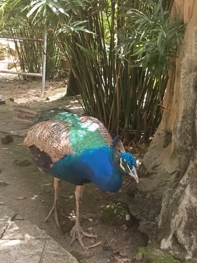 A peacock stands on the sandy ground near a large tree and a cluster of bamboo stalks in a zoo enclosure. The peacock is facing towards the right, with its head lowered and its beak pointed downwards. Its iridescent blue and green feathers are visible on its neck and chest, contrasting with its brown and black wing feathers. Its long, thin legs are also visible. The background is dominated by lush green bamboo, with a rough, textured tree trunk on the right side of the frame. The ground is a mixture of sand, dirt, and some scattered leaves. The lighting suggests it is daytime, with sunlight filtering through the bamboo. The location is the Mae Ping Zoo in Mae Rim, Chiang Mai, Thailand.