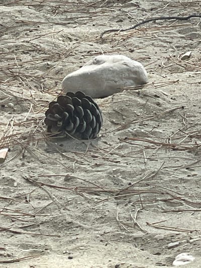 The image depicts a close-up, eye-level view of a sandy surface littered with dry pine needles. In the foreground, a single pinecone rests on the sand, its scales tightly closed, appearing dark brown. Behind the pinecone and slightly to the right, a smooth, light-colored, rounded rock is visible. The background is a continuation of the sandy ground with more scattered pine needles. The scene is well-lit, suggesting it was captured during daylight hours. The location is the city of Crikvenica, Croatia.