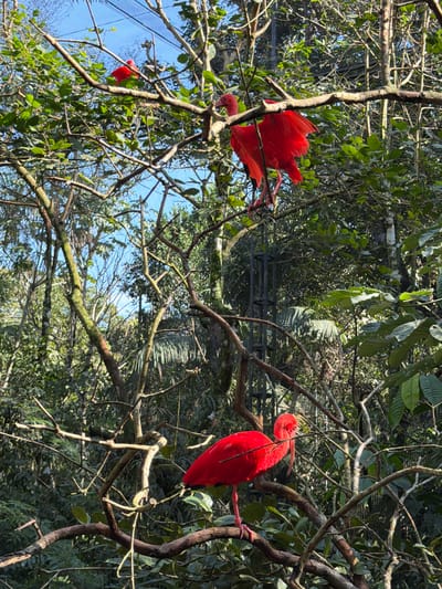 Two Scarlet Ibis birds are perched on branches amidst dense foliage. One bird is on the left, partially obscured by branches, with its vibrant red plumage contrasting against the green leaves and blue sky. It appears to be looking downwards. The second bird is on the right, more prominently displayed, with its head turned and beak curved downwards. Its bright red feathers are clearly visible, as are its slender legs gripping the branch. The background consists of lush green trees and branches, with dappled sunlight filtering through the leaves, suggesting a bright, possibly sunny day. The scene is likely an aviary or a natural habitat within a lush environment. The setting appears to be Foz do Iguaçu, Brazil, known for its rich biodiversity. No text is visible in the image.