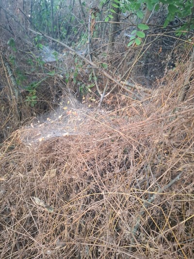 The image depicts a dense, overgrown area of dry brush and vegetation, possibly a thicket or woodland edge. The dominant colors are earthy browns and muted greens. Scattered within the dry foliage, particularly in the center of the image, is a significant amount of spiderweb, some of which is catching small fragments of debris, likely dead leaves and plant matter. The environment appears natural and uncultivated, suggesting a rural or semi-natural setting. The scene is consistent with a location in the village of Topaly, Ukraine, where such natural growth would be common. There are no people or discernible actions or interactions visible in the image.