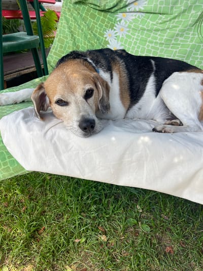 A tri-color beagle rests its head on a white pillow, which is on top of a green patterned cushion. The dog is lying on what appears to be a lawn chair or a similar outdoor seating arrangement. The dog's front left paw is extended towards the viewer. The background shows green grass, and parts of red and green outdoor furniture. The location is Калодзежскі сельскі Савет, Belarus.