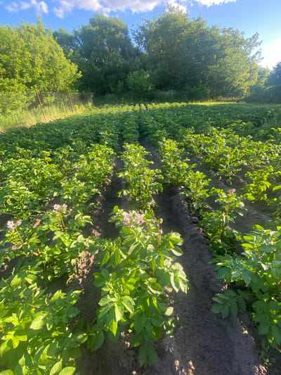 The image shows rows of potato plants in a field on a sunny day. The plants are green and leafy, with some small pink flowers visible. The field is bordered by trees and a fence. The sky is blue with some white clouds. The scene appears to be a rural area. There are no people or animals visible in the image.