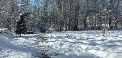 A snowy scene features a tree standing prominently to the left, partially covered with snow. A small bench sits nearby. A path leads into a wooded area with bare trees. The ground is blanketed with snow, with varying depths and drifts, suggesting recent snowfall. The sky is visible through the trees, indicating a sunny winter day. The image captures a quiet, serene winter landscape.