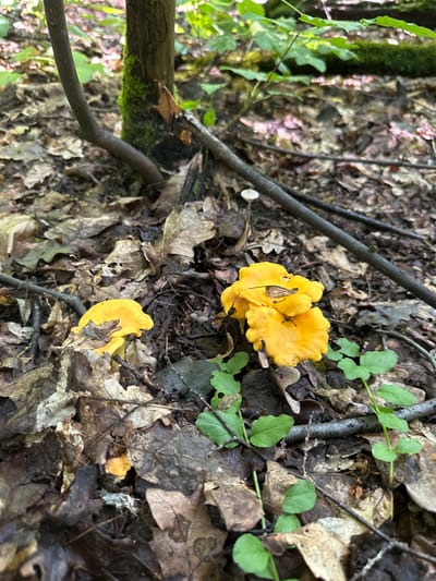 In the forest floor of Panikovec, Russia, a cluster of vibrant yellow chanterelle mushrooms is the focal point. The fungi, with their wavy caps and distinct gill-like structures, emerge from a bed of decaying brown leaves and twigs. Green foliage, consisting of small, broad leaves and slender stems, interspersed with fallen leaves, provides a natural backdrop. A thin, dark tree trunk, partially covered in green moss, stands to the left, its bark textured and weathered. A thicker, dark branch extends diagonally across the scene from the right side, with smaller twigs scattered throughout. The lighting suggests a dappled, natural forest environment, likely during daytime. The ground is uneven, composed of organic debris typical of a woodland setting.