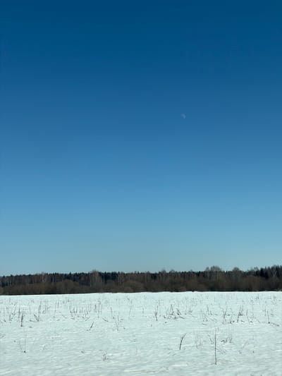 The image displays a winter landscape located in the city of Kvarsa, Russia. The foreground features a flat field extensively covered by white snow, from which numerous thin, dry, brown, and gray plant stalks protrude vertically. The snow surface exhibits subtle textural variations. In the midground, a dark, dense tree line spans the horizon, comprising bare deciduous trees and darker evergreens, with some lighter-barked deciduous trees visible. A lower band of dark, bare shrubs or small trees is present before the main tree line. The upper two-thirds of the frame is occupied by a vast, clear, cloudless blue sky, with a visible pale, waxing gibbous moon positioned in the upper-right quadrant. The scene is under bright daylight conditions, with small shadows cast by the plant stalks on the snow. No individuals, animals, or active interactions are present.