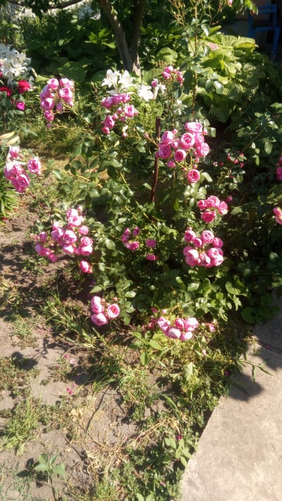 The image shows a vibrant garden scene bathed in bright sunlight, suggesting a warm, clear day. The primary subjects are a dense bush of pink roses in full bloom and several white lilies. The roses are the most prominent feature, with numerous clusters of delicate pink blossoms cascading down the branches. The lilies, with their elegant white petals, are positioned behind the roses, adding contrast and visual depth to the composition.
The setting is an outdoor garden, likely in a residential area given the presence of a wooden post likely used to support the rose bush and a concrete pathway visible on the right side of the frame. The ground is covered with a mix of soil, sparse grass, and small weeds, indicating a naturalistic gardening style. In the background, large-leafed hosta plants provide a lush green backdrop.
The activity taking place is simply the display of the garden's natural beauty. There is no human presence or specific event depicted. The time of day is clearly daytime, evidenced by the strong shadows cast by the foliage and the intensity of the sunlight. The location context of Pereiaslav, Ukraine, suggests a temperate climate where such flowers would thrive during warmer months. The overall mood evoked by the image is one of peacefulness and natural beauty, a snapshot of a well-tended garden on a sunny day. No text is visible in the image.
