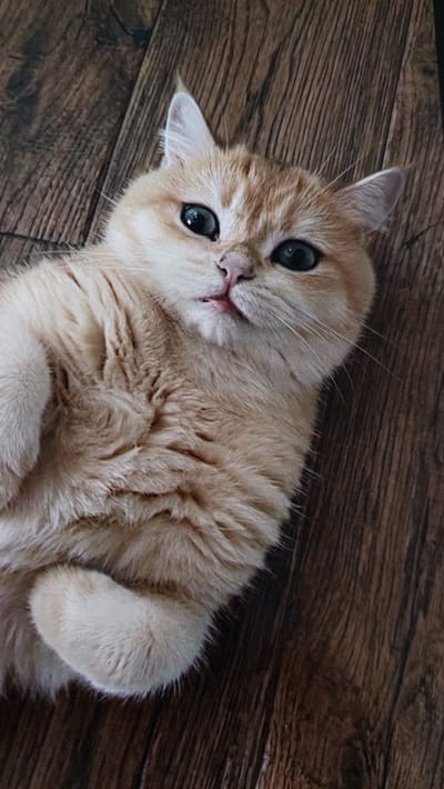 The media file shows a close-up, overhead shot of a light-colored, fluffy cat lying on its back on a wooden floor. The cat is a ginger or cream color with prominent green eyes and a pink nose. Its mouth is slightly open, revealing a small pink tongue. The cat's paws are visible, with one resting near its head and the other partially obscured by its body. The wooden floor has a prominent grain pattern. The lighting appears to be natural, suggesting it could be daytime. The cat's expression is relaxed and possibly playful. There are no visible text elements in the image. The location context is Büyükçekmece, Turkey.