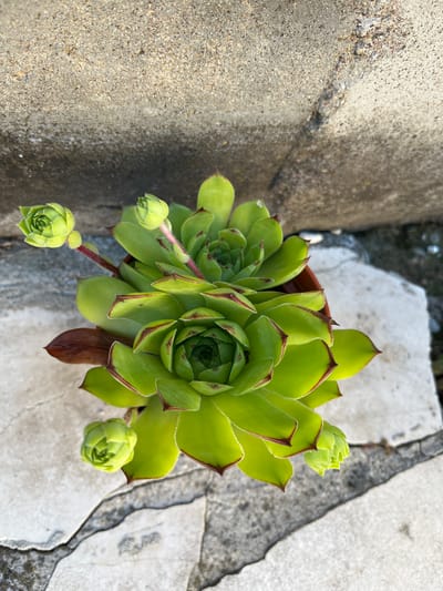 The image shows a close-up, overhead view of a vibrant green succulent plant in a brown pot, placed outdoors on a cracked, light-colored paving stone. The succulent has tightly packed, fleshy leaves with reddish-brown tips. Several small, green buds are visible, some on short stems extending from the main plant. In the background, a rough, gray concrete wall forms the upper portion of the frame. The scene appears to be located in Golemo Babino, Bulgaria, based on the context provided. There are no people or animals present in the image, and the focus is solely on the plant and its immediate surroundings. The lighting suggests it is daytime, with sunlight casting subtle shadows.