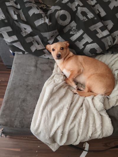 A small, tan-colored dog with erect ears and dark eyes is lying curled on a fluffy, off-white blanket. The dog is positioned on a gray surface, possibly a couch or bed, which is partially covered by a dark blanket with large, white, block-style lettering. The background shows a wooden floor. The scene appears to be indoors.