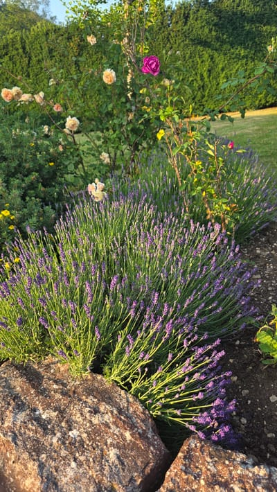 A garden scene in Albstadt, Germany, features blooming lavender plants beside a large, textured rock. The lavender, with its characteristic purple blooms and green stems, fills a significant portion of the frame, appearing vibrant and healthy. In the foreground and to the left, a rose bush with several blooms is visible. One rose is a striking fuchsia color, while others are a creamy white or pale peach, adding a contrast in color and form to the scene. The background shows a lush green hedge and a patch of grass, suggesting a well-maintained garden setting. The lighting indicates it is either early morning or late afternoon, with the sun casting a warm glow on the scene, particularly highlighting the lavender and the rock. There are no people or animals visible. The overall mood is serene and picturesque, showcasing the beauty of a summer garden. No text is visible in the image.