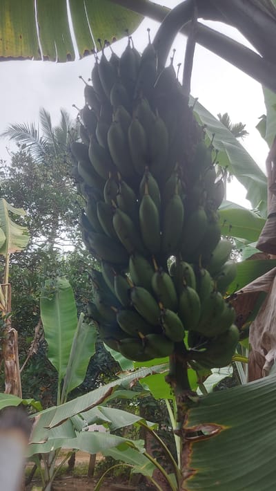 The image shows a close-up, low-angle view of a large bunch of green bananas hanging from a tree branch. The bananas are densely packed and are unripe, indicated by their green color. Several large, green banana leaves are visible in the foreground and background, some with brown, dry edges. The background consists of foliage and trees, suggesting an outdoor, tropical environment. The sky is overcast and bright, providing diffused light. A portion of a banana tree trunk is visible near the bottom right. The scene appears to be in a rural or natural setting, potentially a plantation. The location is identified as Meunasahblangara, Indonesia, a village known for its agricultural landscape.