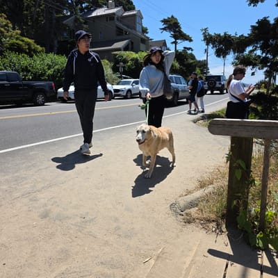 This image captures a sunny outdoor scene on a paved walkway next to a road. In the foreground, a light-colored dog with a weathered appearance is being walked by a person wearing a light blue hooded sweatshirt and a dark baseball cap. The person is holding a green leash connected to the dog. To the left of the dog, a person wearing a dark hooded sweatshirt and a dark baseball cap is walking. The walkway is made of a sandy, textured material. Behind the walkway and across the road, there are several vehicles including a black pickup truck and various cars. The background features lush green vegetation and houses, with tall evergreen trees prominent in the scene. The sky is clear and blue. The overall impression is a casual stroll in a coastal environment, possibly in Cannon Beach, USA, given the vegetation and residential architecture.