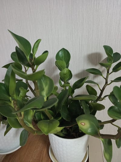 The image shows a close-up of a green potted plant with thick, fleshy leaves, possibly a succulent, placed on a wooden surface. The plant is in a white textured pot. Behind the plant is a wall with a subtle vertical striped texture, likely wallpaper, in a light neutral color. The lighting suggests an indoor environment, with soft shadows cast on the wall. There are no people visible in the image. The scene appears to be a domestic interior setting. The image does not contain any information to suggest a location in Hakkulabad, Uzbekistan, or any other specific city.