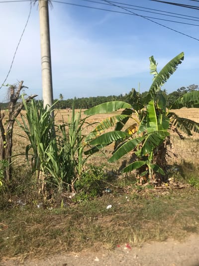 The scene depicts a roadside in Meunasahkrueng, Indonesia. A concrete utility pole stands vertically at the left edge of the frame, with power lines extending diagonally. Adjacent to the pole is a patch of tall green grass. A banana plant with several large leaves is situated beyond the grass. The background consists of a dry, harvested field stretching to the horizon, where a line of trees is visible. The right edge of the image shows a dirt road shoulder. The lighting suggests a daytime scene.