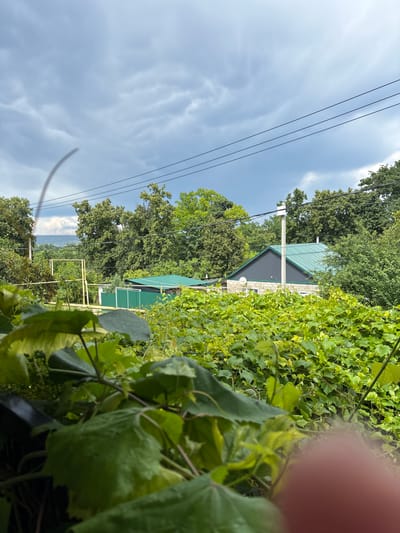 The image shows a residential area in Solnechnaya Polyana, Russia, with a cloudy sky. In the foreground, out-of-focus green foliage, likely from a vine, obscures the lower portion of the scene. Behind the foliage, a green fence and a building with a green metal roof are visible. Further back, a larger building with a dark gray upper facade and a green metal roof is situated amidst lush green trees. Electrical wires run horizontally across the upper part of the image. In the distance, a hazy landscape of hills can be seen. A pole with electrical equipment stands near the building with the green roof. A blurry pink object, possibly a finger, is present in the lower right corner of the frame.