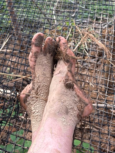 Two muddy human feet rest on a black plastic grid. The skin on the feet is wrinkled and caked with a layer of dried mud. Small pieces of straw and dried grass cling to the mud on the toes and ankles. The black grid is made of interwoven plastic strands, forming small square openings. Green vegetation is visible faintly beneath the grid. The overall scene suggests a natural or agricultural setting.