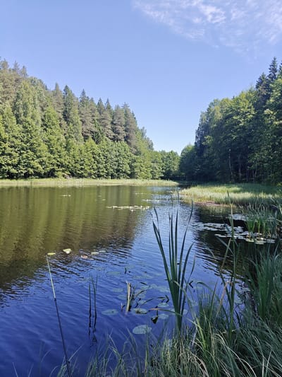 This is a photograph of a tranquil lake scene in Raudoja, Estonia. The foreground is dominated by the dark blue water of the lake, with ripples reflecting the sky and surrounding greenery. Several lily pads are scattered across the surface, with a few white lily flowers visible. Tall green reeds and grasses grow along the right bank of the lake. In the mid-ground, the lake stretches towards a lush, tree-covered hillside on the left and a dense forest on the right. The trees are a vibrant green, indicating a summer setting. The sky above is a clear, bright blue with a few wispy white clouds. A fishing rod, identifiable by its bright yellow tip, is partially submerged in the water in the lower left corner of the frame. There are no people visible in the image.