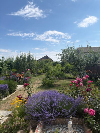 This is a vertical, eye-level, outdoor photograph of a garden in Ароматненское сельское поселение, Ukraine. The garden is lush and colorful, with a variety of flowers and trees. In the foreground, there are large bushes of lavender and pink roses. Yellow flowers and some pink bell-shaped flowers are also visible. Behind the flowers, there are several fruit trees and a tall green hedge. In the background, there are two houses, one with a gray, shingled roof and the other partially visible with a similar roof. The sky is blue with scattered white clouds. The overall impression is one of a peaceful and well-maintained garden on a sunny day.