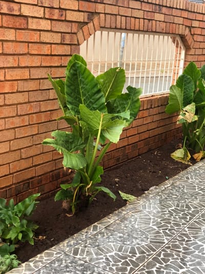 An outdoor scene in Soweto, South Africa, depicts a brick wall, a planted garden bed, and a tiled walkway. The brick wall, constructed from reddish-brown common bricks, forms the background, featuring a centrally located rectangular opening with an arched top and bottom, secured by white vertical metal bars. Through this grated opening, a light-colored surface and a grey vertical pole are partially visible. In front of the wall, a bed of dark, cultivated soil extends horizontally, containing multiple broad-leafed plants. A prominent plant with large, dark green, arrow-shaped leaves occupies the center, while another similar plant to the right exhibits some yellowed and brown leaves. A cluster of smaller green plants is visible in the soil bed on the far left. In the foreground and extending to the right, a tiled path or patio area is present, composed of square grey tiles with an irregular, dark grey mosaic pattern. No people, actions, or interactions are observed.