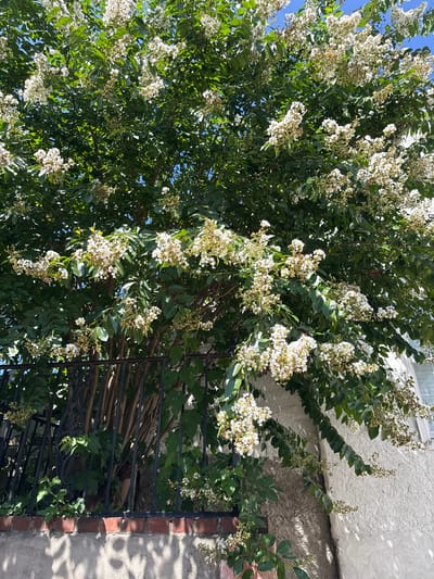 A white crape myrtle tree with clusters of white flowers is in full bloom, obscuring much of a black metal fence. The fence is situated atop a red brick wall. Behind the tree, a portion of a white building with a window is visible. The scene appears to be in a residential area, possibly Phoenixville, United States of America, given its typical appearance. The sunlight casts dappled shadows on the building and wall. No people are present in the image.