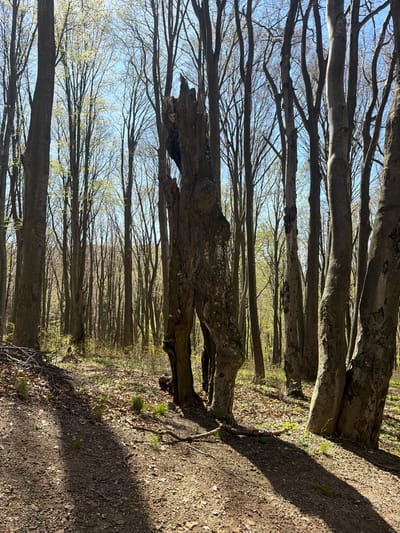 The image depicts a forest landscape, likely a beech forest given the smooth gray bark of the trees. The trees are densely packed, creating a tunnel-like effect. Most of the trees are bare, with only small buds of new leaves present, suggesting early spring. There is a trail running along the right side of the frame, composed of earth and leaf litter. A section of a large, broken tree trunk is prominently placed in the foreground, showing signs of decay. The image is taken with a slight upward angle, showing the canopy of the trees and a glimpse of the sky in the background. Shadows from the trees are visible on the ground. The image doesn't provide any specific evidence to confirm the location in Ichera, Bulgaria. No people are visible.