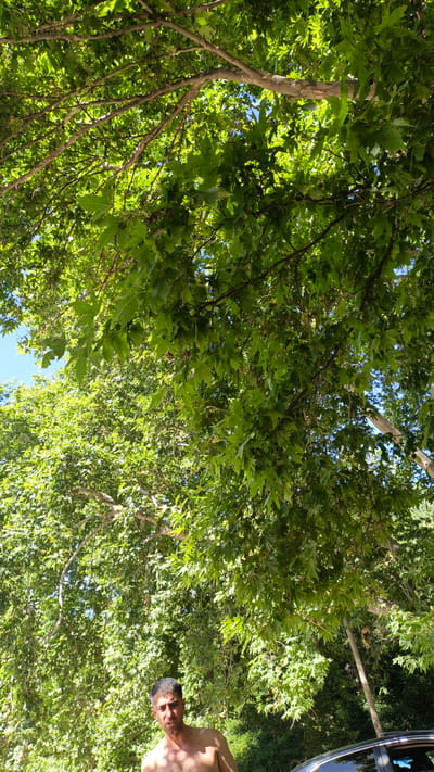 In Mirat, Tajikistan, a man stands shirtless under a canopy of lush green sycamore tree leaves, with sunlight dappling through the foliage. The man has dark hair, a visible beard, and a serious expression. The background is a dense green mass of leaves and branches, with a glimpse of blue sky. Part of a dark-colored car is visible in the lower right corner of the image.