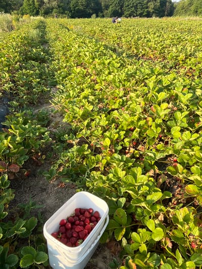 The image depicts a strawberry field in Wasserliesch, Germany, bathed in the warm light of what appears to be late afternoon or early evening. Rows of lush green strawberry plants stretch across the frame, interspersed with dark soil and hints of dry leaves. Scattered amongst the foliage are numerous ripe, red strawberries, some peeking out from under the leaves and others more visible.

In the foreground, a white plastic bucket overflows with freshly picked strawberries, their deep red color contrasting with the green of the plants. The bucket is positioned on the ground amidst the strawberry plants, suggesting the activity of harvesting.

Further in the background, two figures can be seen in the distance, also engaged in the harvesting process. One figure appears to be bending down, likely picking strawberries, while another is standing. Their presence confirms the active harvesting event taking place in the field. The overall scene conveys a sense of agricultural work and the bounty of the season. The environment appears natural and rural, with a line of trees visible on the left edge of the image, indicating the boundary of the field or a nearby wooded area. The lighting suggests a clear day with soft, diffused sunlight, casting gentle shadows and highlighting the texture of the plants and the fruit. No visible text is present in the image.