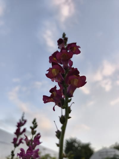 The image shows a close-up, low-angle shot of a stalk of dark pink snapdragon flowers against a sky with scattered clouds. The main stalk of flowers is in sharp focus, with individual blossoms clearly visible, displaying their distinctive snapdragon shape and yellow centers. To the left and slightly out of focus, another stalk of similar flowers is visible, as well as a blurry green tree in the background. The overall lighting suggests it might be late afternoon or early evening. There are no people or animals in the image. The scene appears to be an outdoor garden. The location in Семилетка, Russia, is not discernible from the visual elements alone.