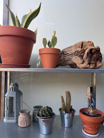 The image shows a shelf with several potted plants and decorative items. On the top shelf, there is a large terracotta pot with a snake plant, a smaller terracotta pot with a bunny ear cactus, and a piece of driftwood. The bottom shelf features a grey lantern, a small decorative jar with the word "HOME" on it, a small potted cactus in a metal bucket, another small potted cactus in a metal bucket, and a terracotta pot with a dried-out plant. The scene appears to be indoors, possibly on a balcony or in a well-lit room. The lighting suggests it is daytime. There are no people or animals visible in the image. The location of Mollet del Vallès, Spain is not determinable from the visual information provided.