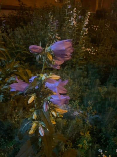 A close-up, nighttime photograph captures a cluster of purple bell-shaped flowers with yellow accents, possibly Canterbury bells, in what appears to be a garden setting within the city of Otradnoye, Russia. The flowers are the primary subjects, with their drooping petals and delicate structure illuminated by artificial light, casting soft shadows. Behind the blooms, a dense thicket of dark green foliage provides a muted backdrop. Small, white flowers are also visible scattered amongst the greenery in the background. The overall scene suggests a tranquil, natural environment within an urban landscape.